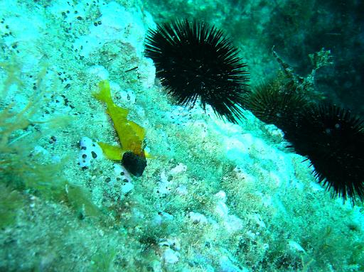 Poisson Tripterygion jaune mâle.JPG